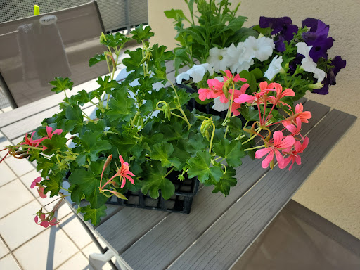 Barrallon Pierre à Saint Etienne dans la Loire (42) propose des fleurs fraîches