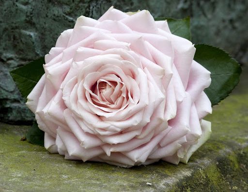 Des fleurs