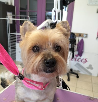 Animaux Services