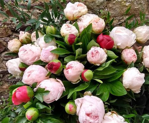 Envoyer des fleurs et bouquets en direct