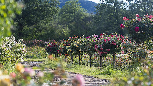 Entreprise familiale depuis 4 générations. Rosiers d’Argens est né en 2003 et est aujourd’hui le plus gros producteur local d’une vaste gamme de rosiers de